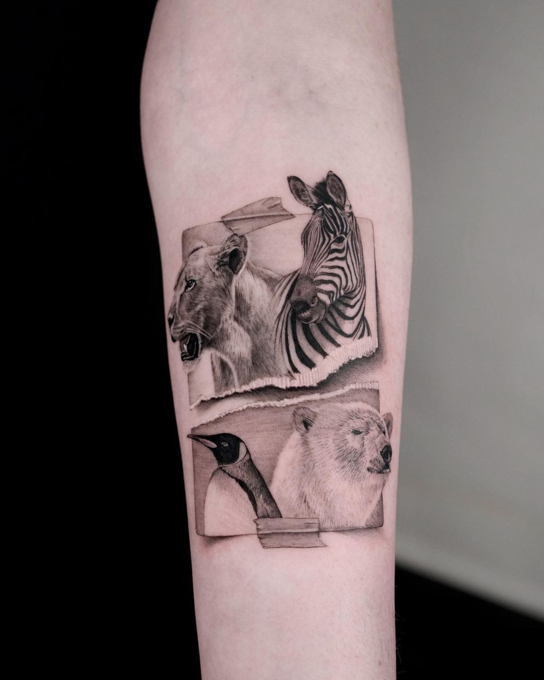 Amazing zebra tattoos by jankyjake tattoos