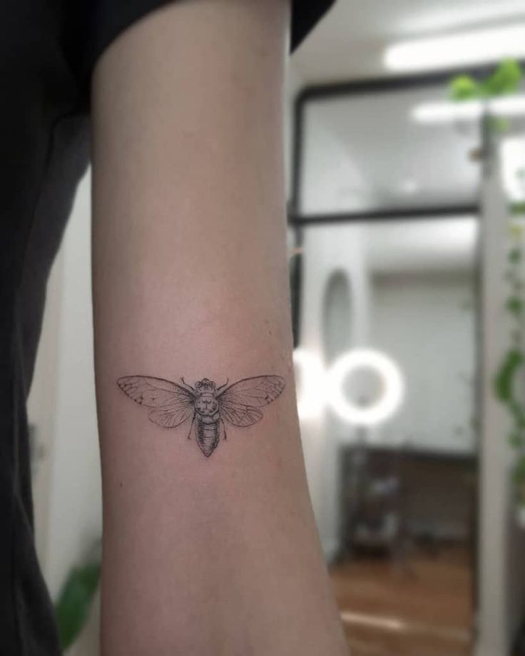 Cicada tattoo design 1