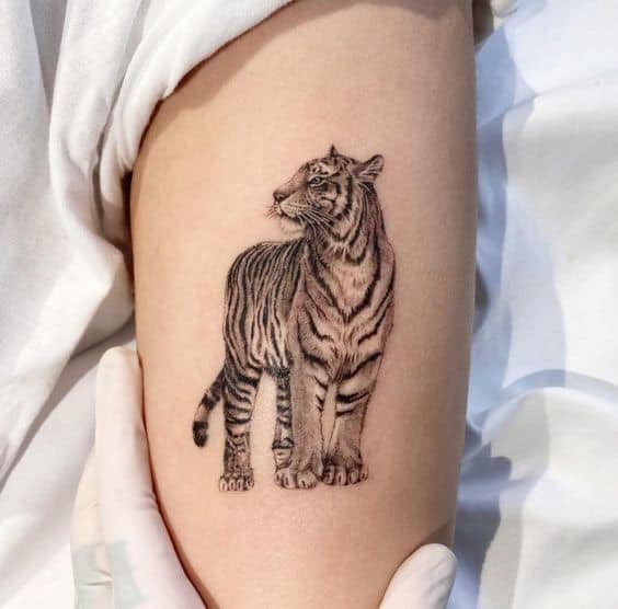Small tiger tattoo on upper arm 1