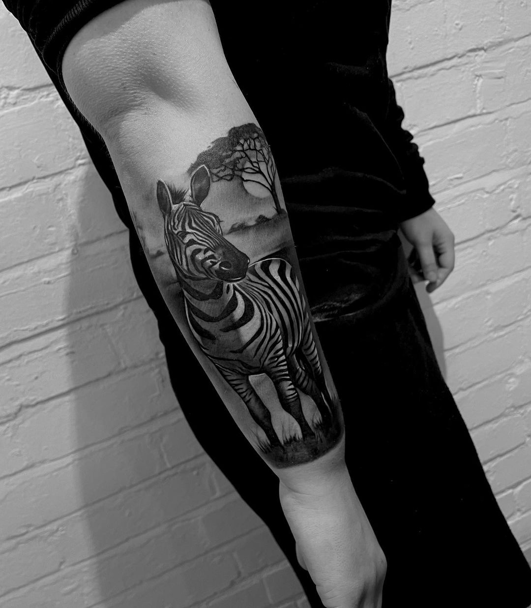 Zebra portrait tattoo by cj humps tattoos