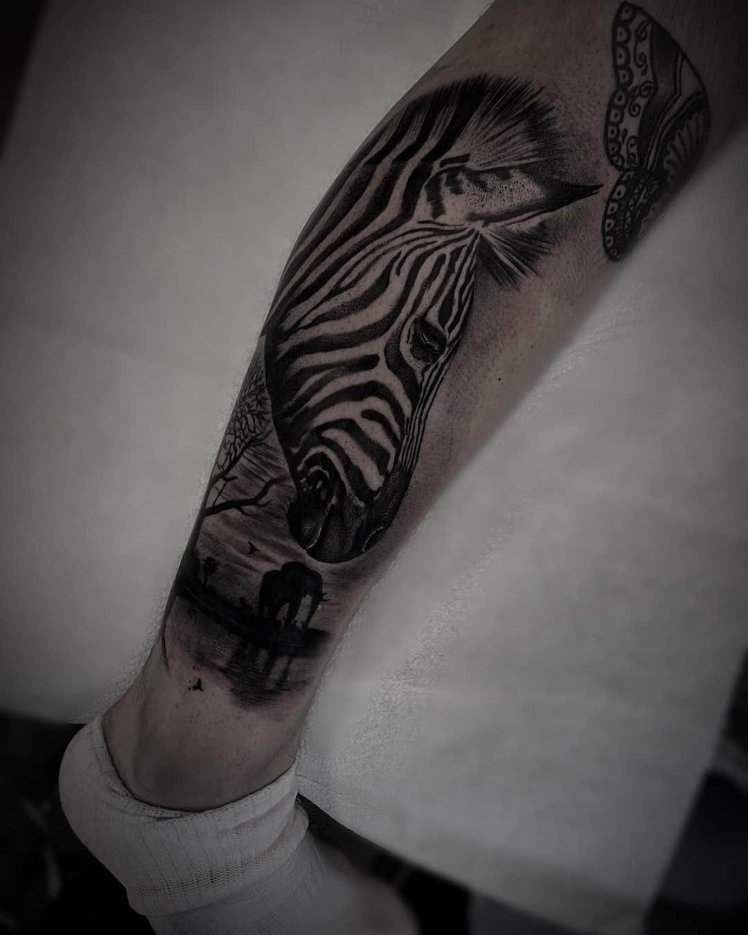 Zebra tattoo by jayj23fletch