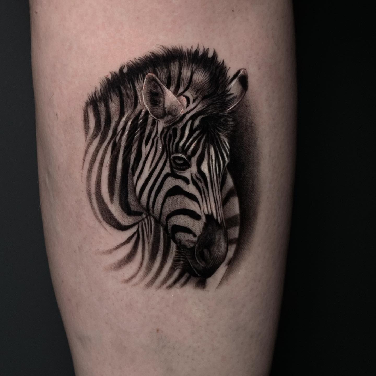 Zebra tattoo design by dani moreno garcia
