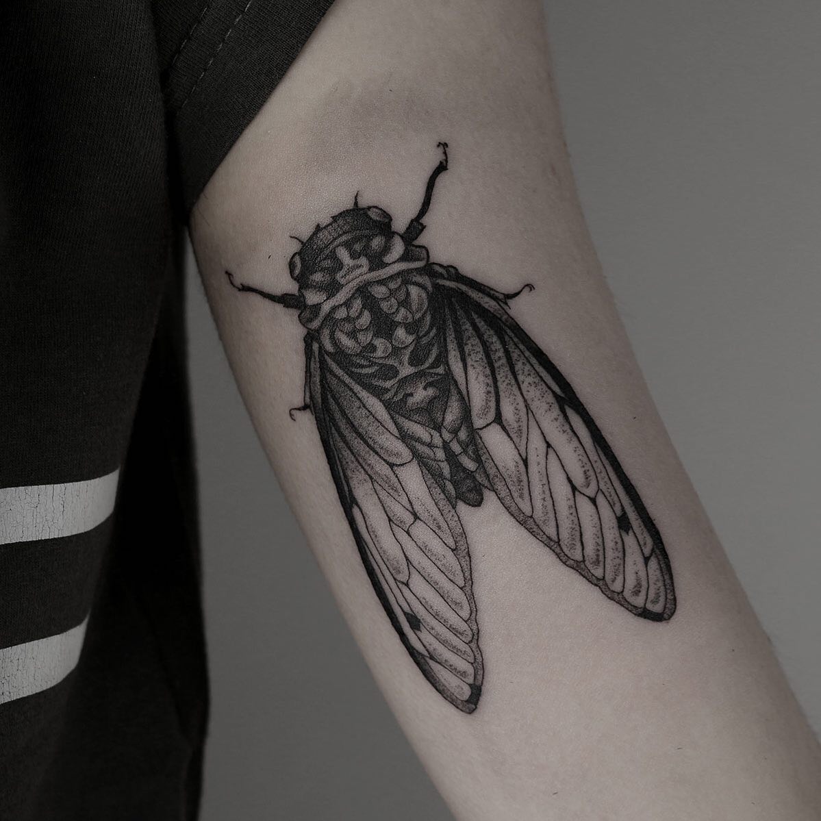 cicada tattoo design by mary jka