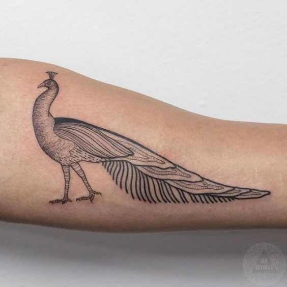 Fineline peacock tattoo 1