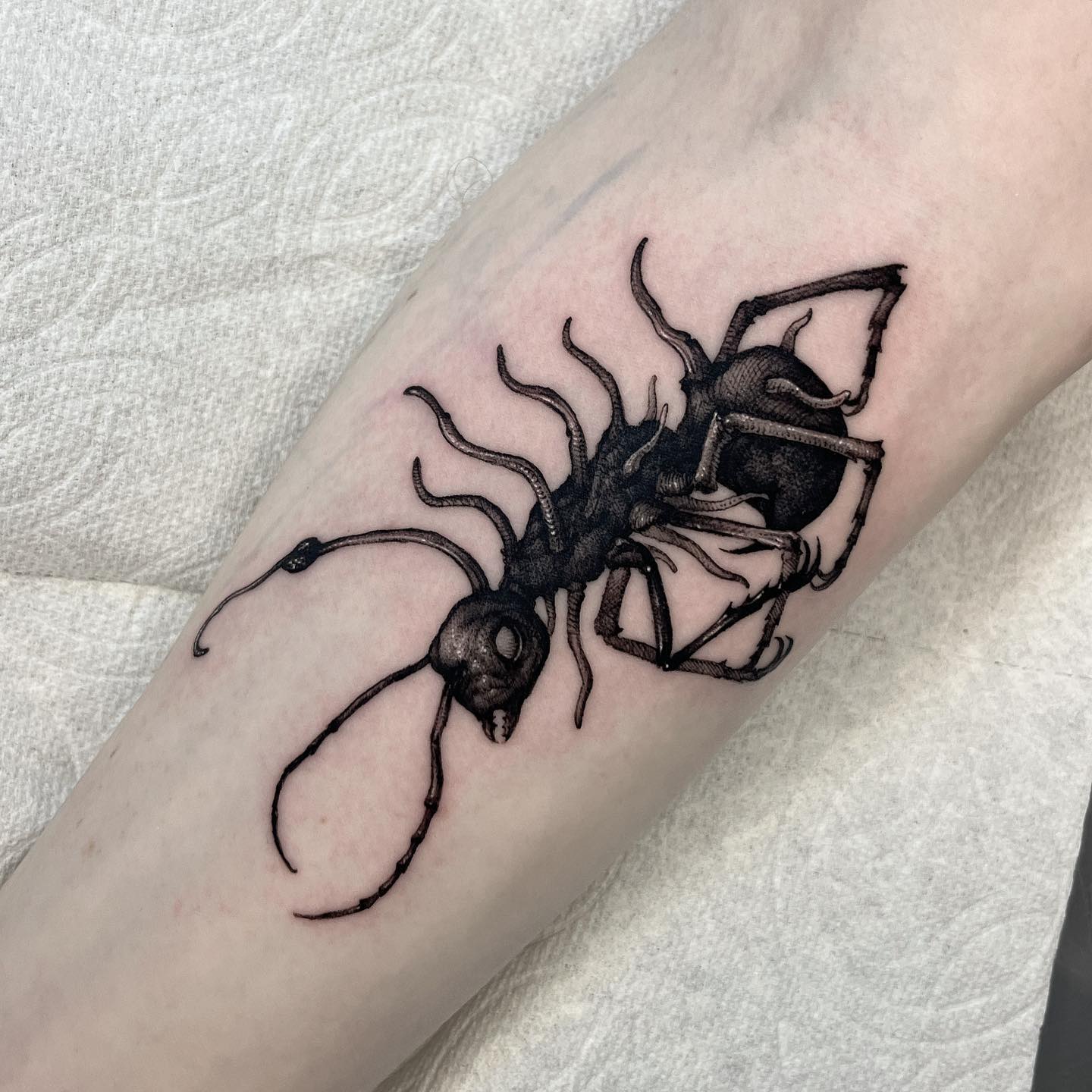 Ant tattoos by heukdo